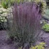 Prairie Winds® 'Blue Paradise' Bluestem Grass -Greatgardenplants Schizachyriumscoparium BlueParadise PP28145CPBR56500000highres sw