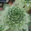 'Hopewell' Hens & Chicks -Greatgardenplants Sempervivum Hopewell 1 sw