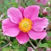 'September Charm' Japanese Anemone -Greatgardenplants September Charm Japanese Anemone
