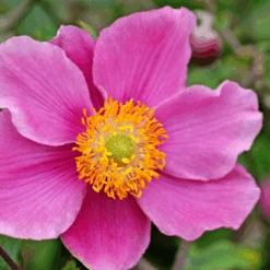 'September Charm' Japanese Anemone -Greatgardenplants September Charm Japanese Anemone 1