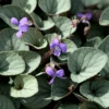 'Silver Gem' Violet (Viola) -Greatgardenplants Silver Gem Violet Viola