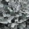 Silver Swirl Snowflake Dusty Miller (Centaurea) 1 Silver Swirl Snowflake Dusty Miller (Centaurea) -Greatgardenplants Silver Swirl Snowflake Dusty Miller Centaurea