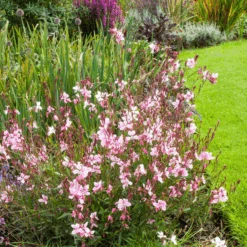 'Siskyou Pink' Beeblossom (Gaura) -Greatgardenplants Siskyou Pink Beeblossom Gaura 4