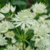 'Sparkling Stars White' Masterwort (Astrantia) -Greatgardenplants Sparkling Stars White Masterwort Astrantia 2