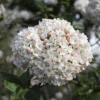 Spice Cowboy™ Koreanspice Viburnum -Greatgardenplants Spice Cowboy Koreanspice viburnum