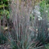 'Standing Ovation' Little Bluestem (Schizachyrium) -Greatgardenplants Standing Ovation Little Bluestem Schizachyrium