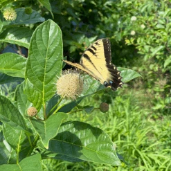 Sugar Shack® Buttonbush -Greatgardenplants SugarShackFlowers3