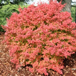 Sunjoy Fast Neo™ Barberry (Berberis) -Greatgardenplants SunjoyFastNeo Barberry Berberis