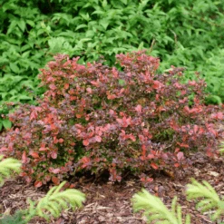 Sunjoy Really Red™ Barberry (Berberis) -Greatgardenplants SunjoyReallyRed Barberry Berberis 1