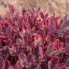 Sunsparkler® 'Dazzling Dynamite' Stonecrop (Sedum) -Greatgardenplants Sunsparkler DazzlingDynamite Stonecrop Sedum