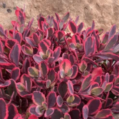 Sunsparkler® 'Dazzling Dynamite' Stonecrop (Sedum)