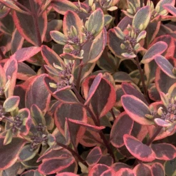 Sunsparkler® 'Dazzling Dynamite' Stonecrop (Sedum) -Greatgardenplants Sunsparkler DazzlingDynamite Stonecrop Sedum 3
