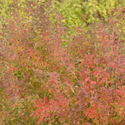 Sweet Emotion Blaze™ Abelia -Greatgardenplants SweetEmotionBlaze Abelia 1