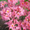 Sweet Reward™ Pink Azalea -Greatgardenplants Sweet Reward Pink Azalea