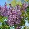 Scentara® Double Blue Lilac -Greatgardenplants Syringa Scentara Double Blue 1 P