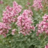 Bloomerang Ballet™ Lilac -Greatgardenplants SyringaBloomerangBalletP1228479 800x800 705fbb9