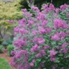 Bloomerang® Dark Purple Reblooming Lilac -Greatgardenplants SyringaBloomerangDarkPurpleDSC02991 800x800 3460ea0