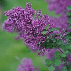 Bloomerang® Dark Purple Reblooming Lilac -Greatgardenplants SyringaBloomerangDarkPurpleDSC03180 800x800 64476ad