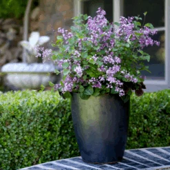 Bloomerang® Dark Purple Reblooming Lilac -Greatgardenplants SyringaBloomerangDarkPurpleIMG 8948 800x800 b73a99c