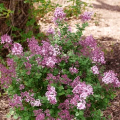 Bloomerang® Purpink™ Lilac -Greatgardenplants SyringaBloomerangPurpinkP1162690 1080x1080 307228c 620d74b8 455b 458c 8976 ec393ba1fca6