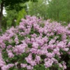 Bloomerang® Purpink™ Lilac -Greatgardenplants SyringaBloomerangPurpinkP1173772 1080x1080 ed94ba8 cca9387b 5e2b 41e4 814c c54afbfabe46