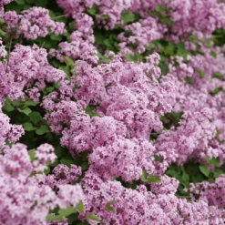 Bloomerang® Purpink™ Lilac -Greatgardenplants SyringaBloomerangPurpinkP1173775 1080x1080 2bc730b 8740d8cd fcf7 4039 8c7c dec9ed16072e
