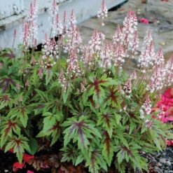 'Sugar & Spice' Foamflower -Greatgardenplants TIASS1Q 1