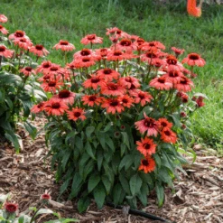 Eye-Catcher® 'Tanager' Coneflower (Echinacea) -Greatgardenplants Tanager Coneflower 2