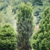 Stonehenge® Yew -Greatgardenplants Taxus Stonehenge 1