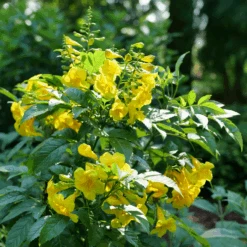 Chicklet™ Gold Trumpet Bush -Greatgardenplants TecomaChickletGoldP1072176 800x800 ee6a705