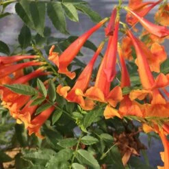 Chicklet™ Orange Trumpet Bush -Greatgardenplants TecomaChickletOrangeIMG 2119