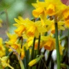 'Tete-a-Tete' Miniature Daffodil (Narcissus) -Greatgardenplants Tete a Tete MiniatureDaffodil Narcissus 4