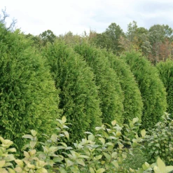 Cheer Drops™ Arborvitae -Greatgardenplants ThujaCheerDropsDSC03232LR sw