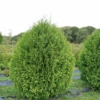 Cheer Drops™ Arborvitae -Greatgardenplants ThujaCheerDropsDSC03235LR sw