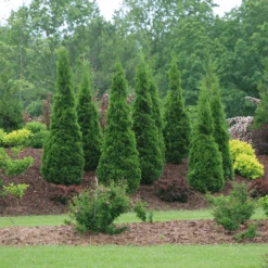 North Pole® Arborvitae -Greatgardenplants ThujaNorthPoleIMG 9727 800x800 614acb6
