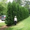 Full Speed A Hedge® 'American Pillar' Arborvitae -Greatgardenplants Thuja American Pillar 5 sw