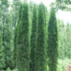 Full Speed A Hedge® 'Thin Man' Arborvitae -Greatgardenplants ThujaoccidentalisThinManDSC06676 800x800 460e2e4