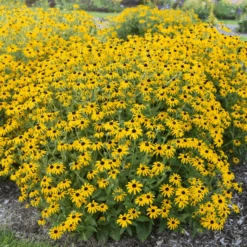 'Treasure Trove' Black-Eyed Susan (Rudbeckia)