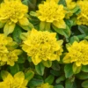 'Urge To Splurge' Spurge (Euphorbia) -Greatgardenplants UrgeToSplurgeSpurgePlants