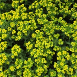 'Urge To Splurge' Spurge (Euphorbia) -Greatgardenplants UrgeToSplurgeSpurgePlants 3