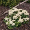 Lil Ditty® Dwarf Viburnum -Greatgardenplants Viburnum Lil Ditty 1 P