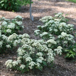 Lil Ditty® Dwarf Viburnum -Greatgardenplants Viburnum Lil Ditty 3 P