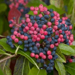 Brandywine™ Witherod Viburnum -Greatgardenplants ViburnumBrandywineIMG 0212 800x800 ff3c145