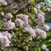 Spice Girl® Koreanspice Viburnum -Greatgardenplants ViburnumcarlesiiSpiceGirlP1075139SQ