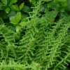 Victoria Lady Fern (Athyrium) -Greatgardenplants VictoriaLadyFern