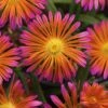 Ocean Sunset™ Orange Glow Ice Plant -Greatgardenplants WEB 186147
