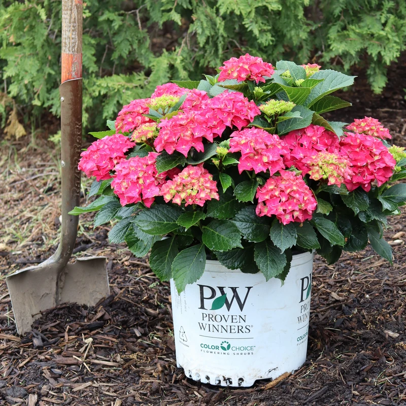 Wee Bit Grumpy® Bigleaf Hydrangea 4 Wee Bit Grumpy® Bigleaf Hydrangea - Image 2