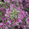 My Monet Purple Effect® Weigela -Greatgardenplants Weigela My Monet Purple Effect 1 P