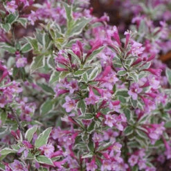 My Monet Purple Effect® Weigela -Greatgardenplants Weigela My Monet Purple Effect 3 P