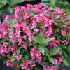 Snippet® Dark Pink Weigela -Greatgardenplants Weigela Snippet Dark Pink 1 P